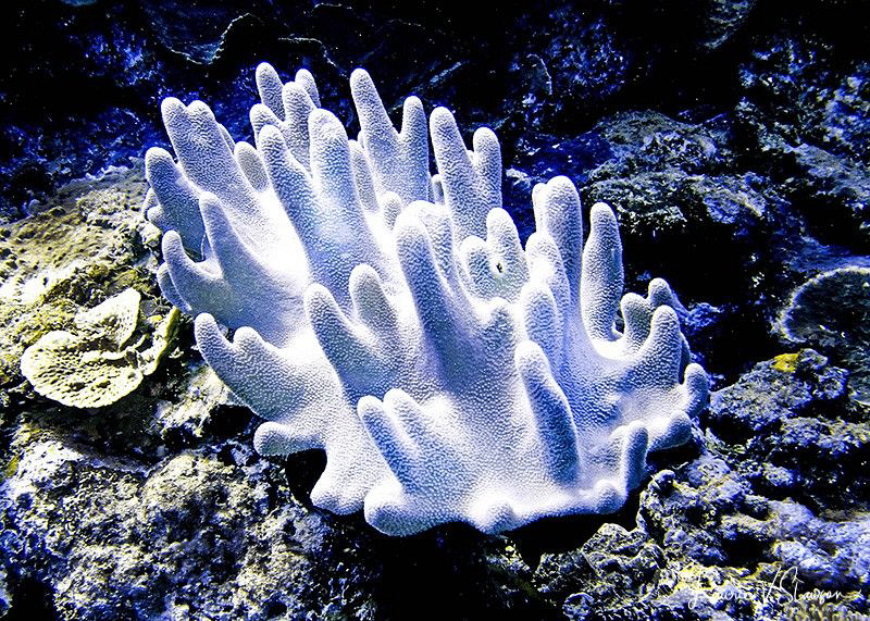 Leather Coral/Photographed at Wananavu, Fiji. by Laurie Slawson 
