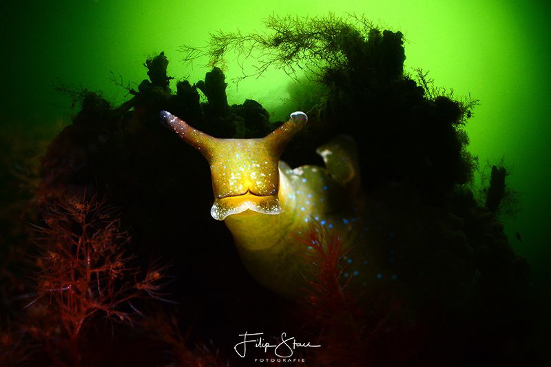 Sap-sucking slug (Elysia viridis), lake Grevelingen, the ... by Filip Staes 