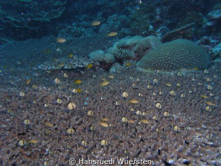Habitat reef by Hansruedi Wuersten 