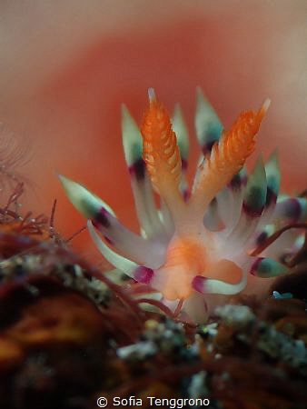 Coryphellina exoptata by Sofia Tenggrono 
