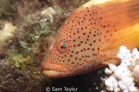 Portrait of a Blackspot hawkfish. Nikon D-70 w 60mm lens, by Sam Taylor 