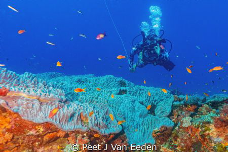 Weightless in Wonderland by Peet J Van Eeden 