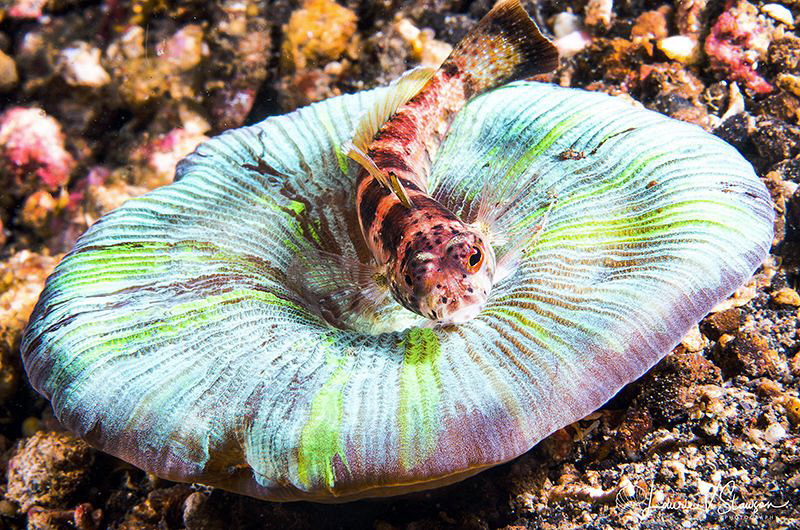 Blackfin sand perch/Photographed with a Canon 60 mm macro... by Laurie Slawson 