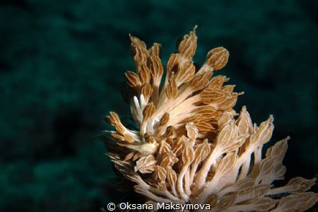 Nudibranch Phyllodesmium rudmani by Oksana Maksymova 