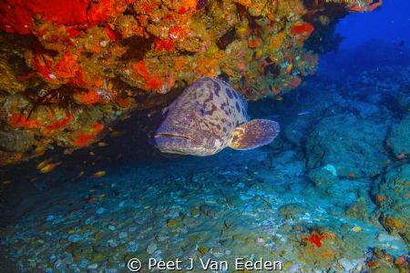 The cleaning station

Potato Bass waiting to be cleaned... by Peet J Van Eeden 