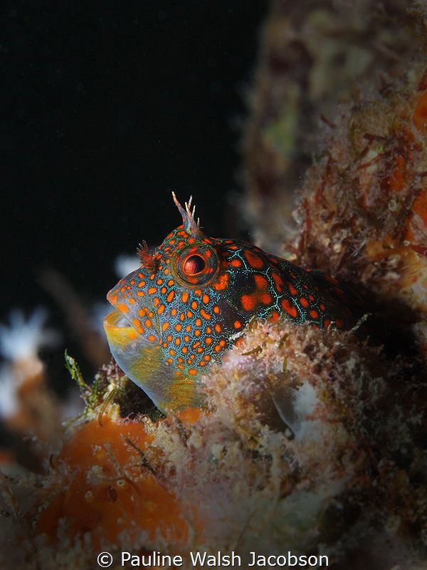 Tessellated Blenny, Hypsoblennius invemar, Lauderdale-by-... by Pauline Walsh Jacobson 