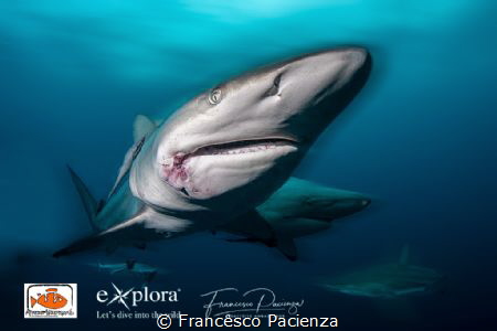 Nowords by Francesco Pacienza 