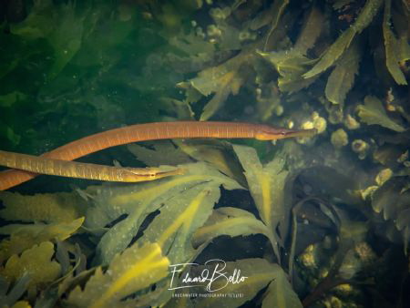 Sea needle! very rare in the dutch waters (Adderzeenaald)... by Eduard Bello 