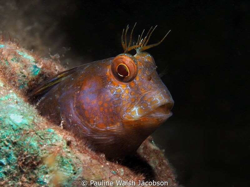 Seaweed Blenny, Parablennius marmoreus, Blue Heron Bridge... by Pauline Walsh Jacobson 