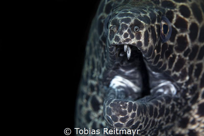 Honeycomb moray, at Seraya, Bali by Tobias Reitmayr 