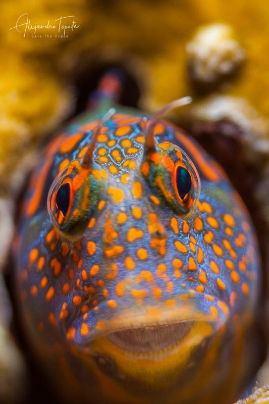 Blenny close up, Tamiahua Mexico by Alejandro Topete 