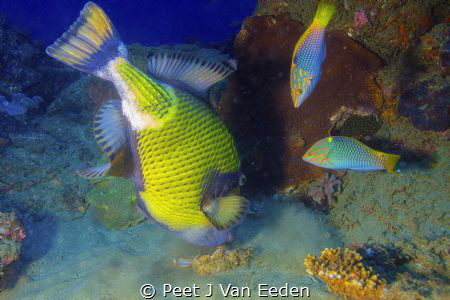 Sharing a meal by Peet J Van Eeden 