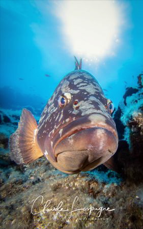 Epinephelus marginatus , El Hierro . by Claude Lespagne 