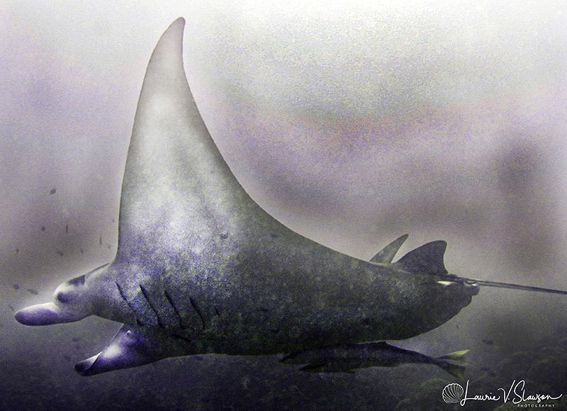 Giant Manta/Photographed at Bora Bora. by Laurie Slawson 