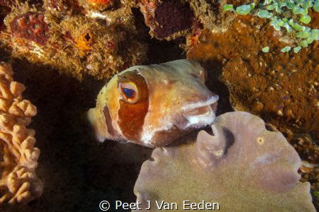 I met this friendly guy at Sodwana Bay Marine Park by Peet J Van Eeden 