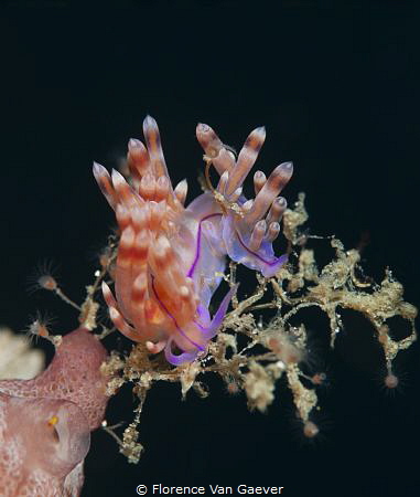 Redline Flabellina mating by Florence Van Gaever 