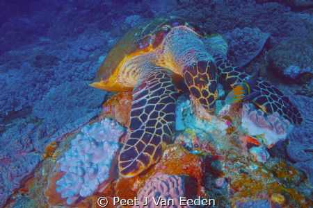 A hawksbill turtle is sharing its meal with a goldbar wrasse by Peet J Van Eeden 