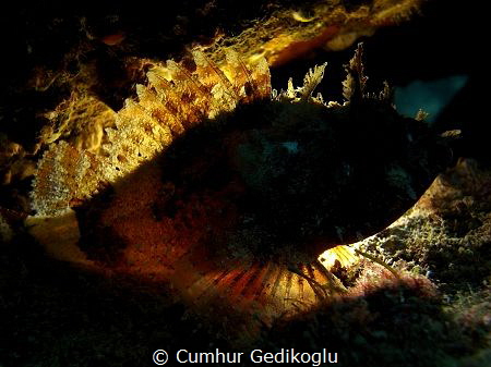 Scorpaena porcus
Back lighted by Cumhur Gedikoglu 