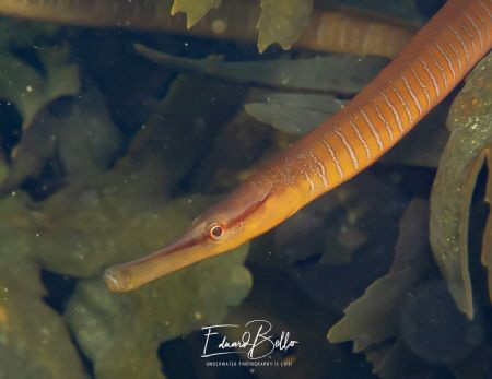 Sea needle, adderzeenaald, entelurus aequoreus. Rare in t... by Eduard Bello 