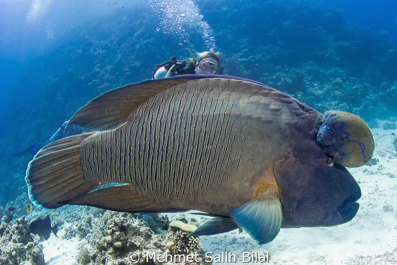 Giant Napoleon wrasse. by Mehmet Salih Bilal 