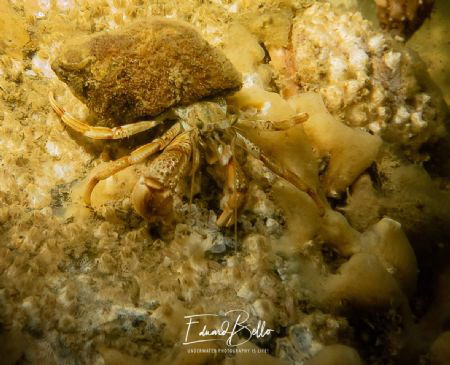 Roll lobster, Heremietkreeftje, pagurus bernhardus by Eduard Bello 