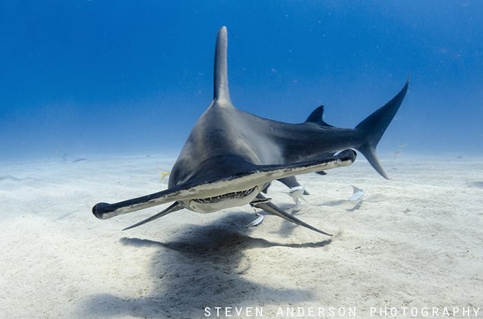 Hammer Time at Tiger Beach - Bahamas by Steven Anderson 