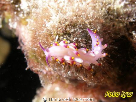 TENELLIA SIBOGAE NUDIBRANCH by Hansruedi Wuersten 