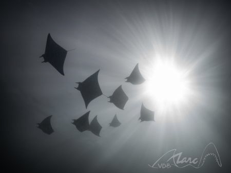 devils in the air by Marc Van Den Broeck 