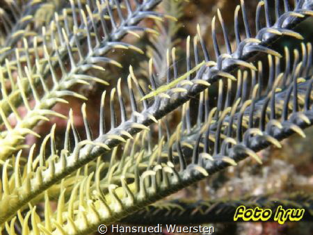 Pointed Snout Crinoid Shrimp - Brucecaris tenuis by Hansruedi Wuersten 