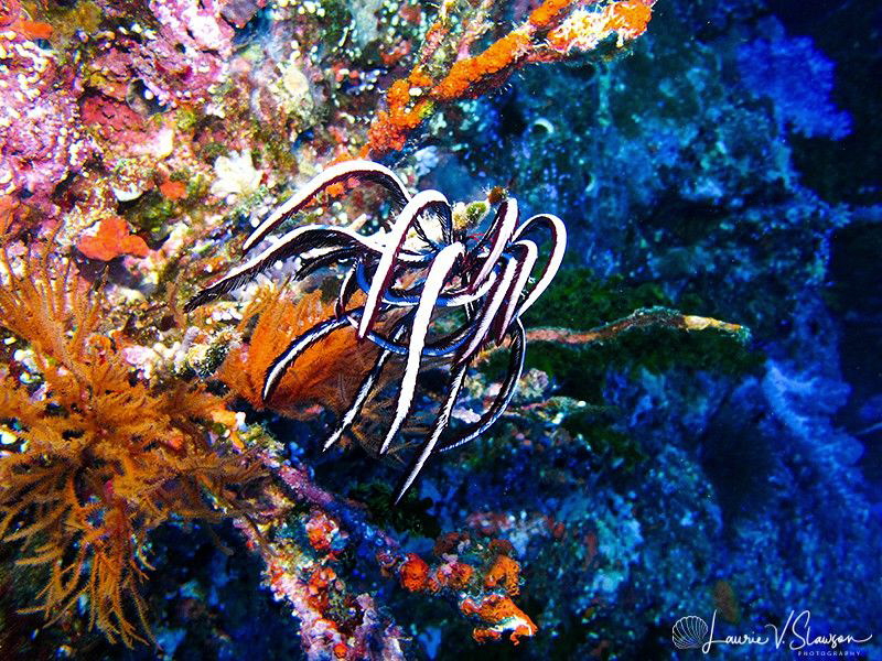 Crinoid/Photographed at Wananavu, Fiji by Laurie Slawson 