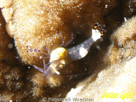 Peacock-tail Anemone Shrimp (White-Patched Anemone Shrimp... by Hansruedi Wuersten 
