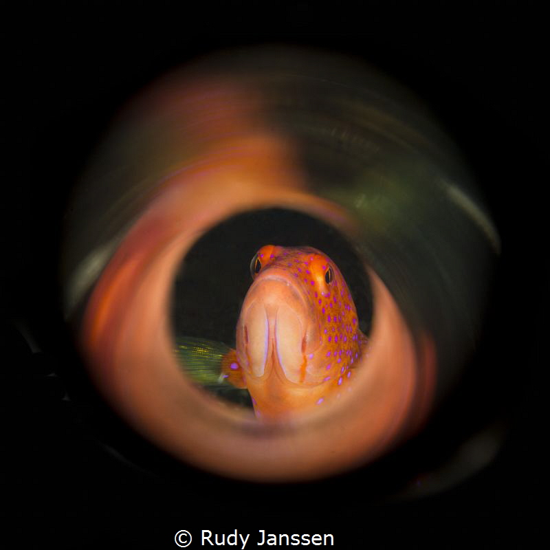 TUBE FISH by Rudy Janssen 
