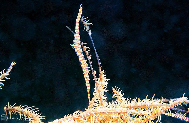 Banded Tozeuma Shrimp/Photographed with a Canon 60 mm mac... by Laurie Slawson 