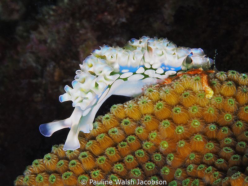 Lettuce Sea Slug, Elysia crispata, Bonaire by Pauline Walsh Jacobson 