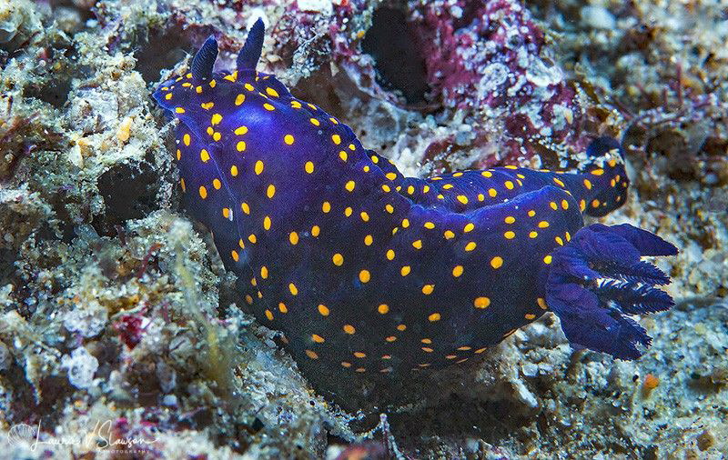 Felimare californiensis/Photographed with a Canon 60 mm m... by Laurie Slawson 