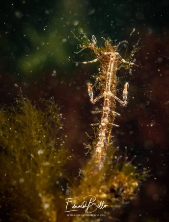 Harig spookkreeftje, ophiothrix fragilis by Eduard Bello 