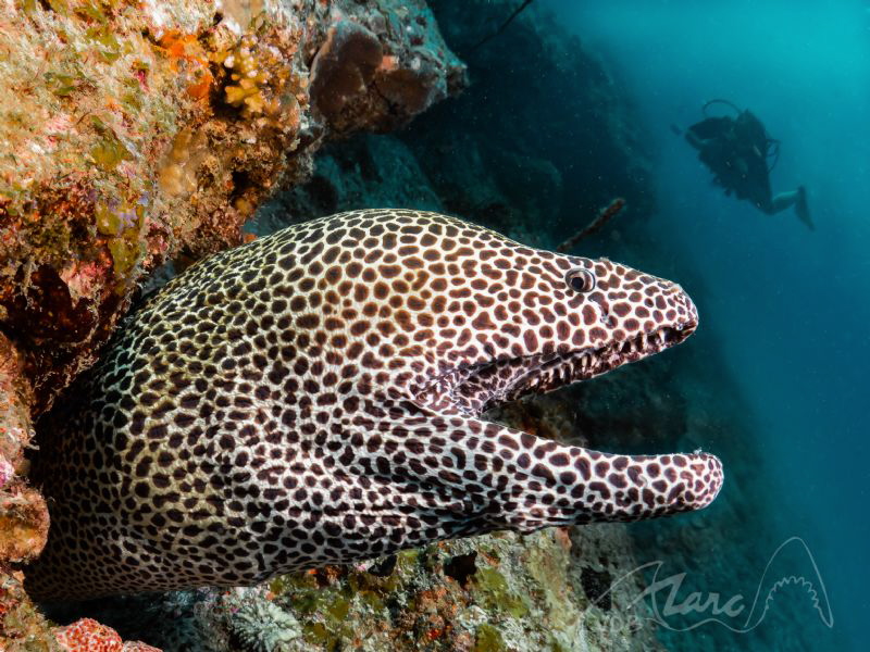 big mouth by Marc Van Den Broeck 
