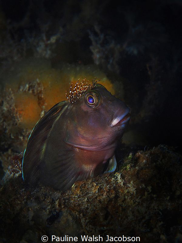 Molly Miller Blenny, Scartella cristata, Jupiter, Florida by Pauline Walsh Jacobson 