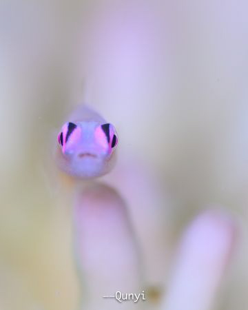 PINK EYE GOBY
Anilao Photo Academy
Anilao, Philippines
... by Qunyi Zhang 