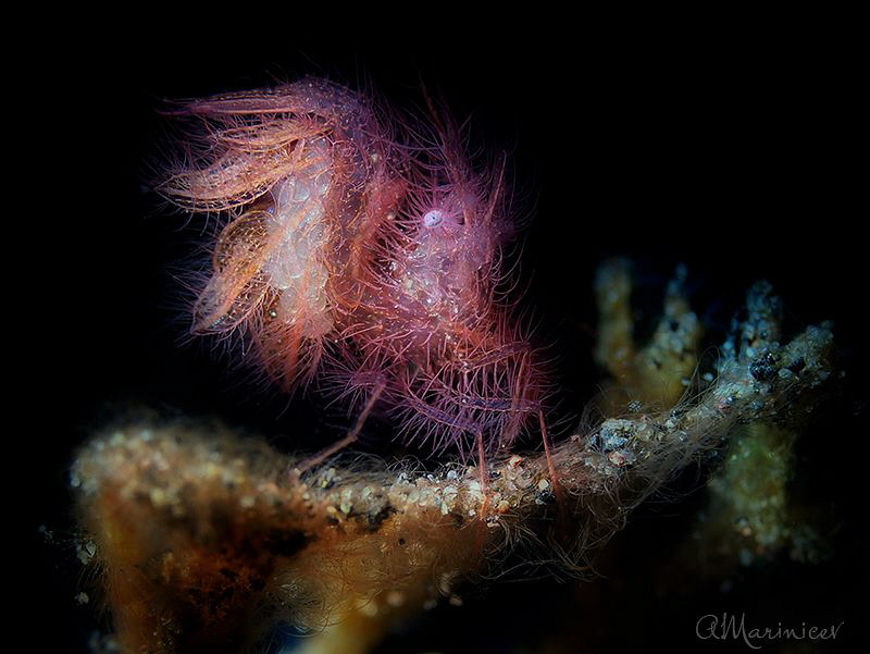 Hairy shrimp (Phycocaris simulans) by Aleksandr Marinicev 
