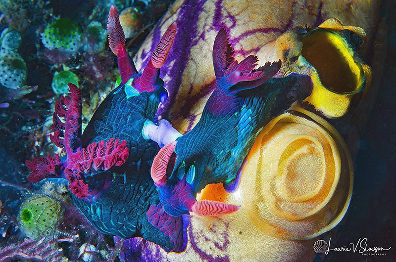 Nembrotha Chamberlaini Mating and Laying Eggs/Photographe... by Laurie Slawson 