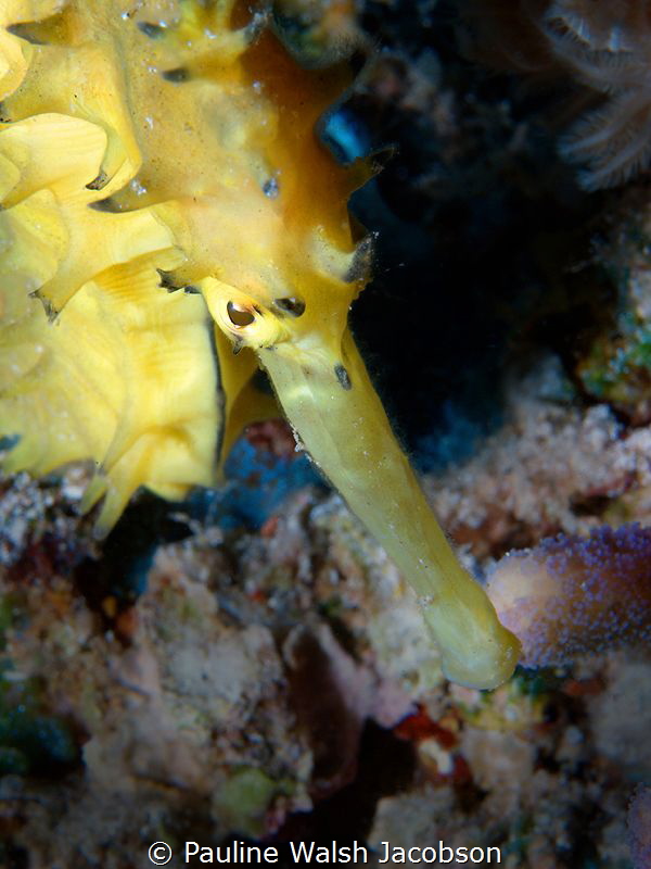 Seahorse, Hippocampus jayakari, Red Sea by Pauline Walsh Jacobson 