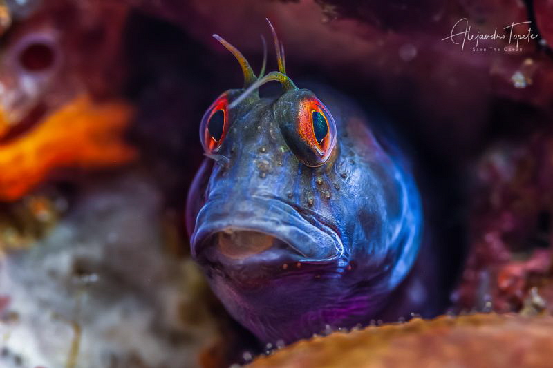 Blenny in the sponge, Plataforma Tiburon México by Alejandro Topete 