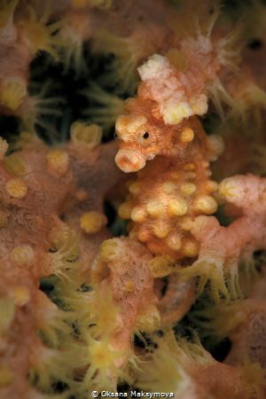 Pygmy seahorse by Oksana Maksymova 