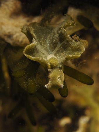 Green weed nudibranch (groene wierslak, Elysia viridis) by Eduard Bello 