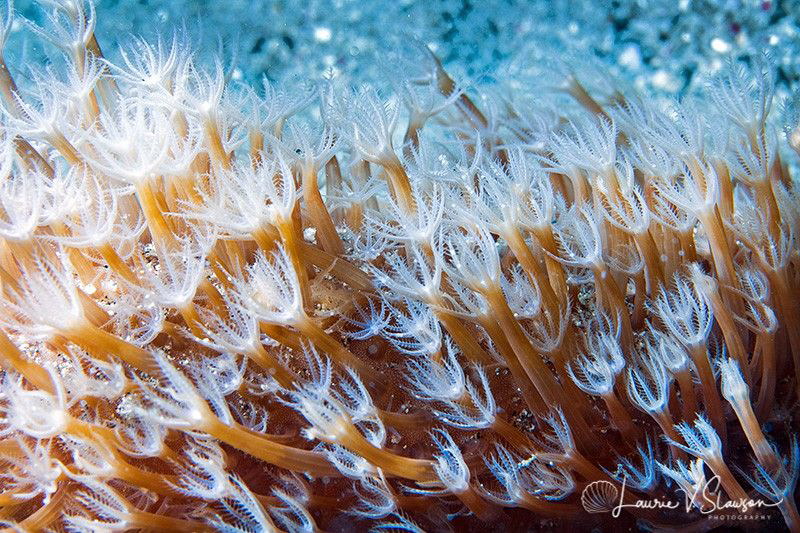 Coral/Photographed with a Canon 60 mm macro lens and SMC-... by Laurie Slawson 