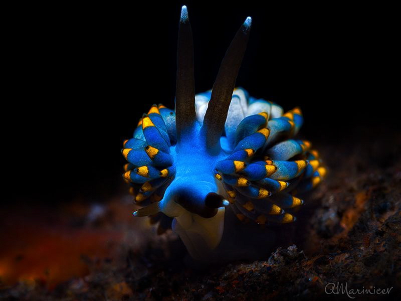 Nudibranch Trinchesia yamasui
Tulamben, Bali by Aleksandr Marinicev 