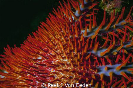 Crown of thorns-beautiful but destructive by Peet J Van Eeden 