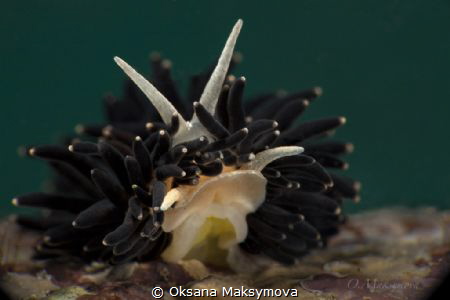 Nudibranch Phestilla melanobrachia by Oksana Maksymova 