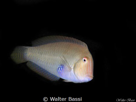 Xyrichtys novacula by Walter Bassi 